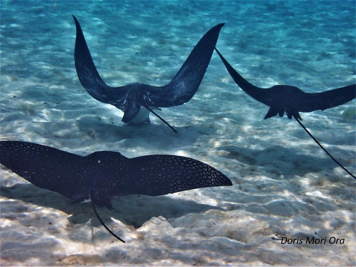 2 Nuits Insolites & 1 Excursion Voile A Bord Du Voilier Mori Ora Moorea Exterior foto