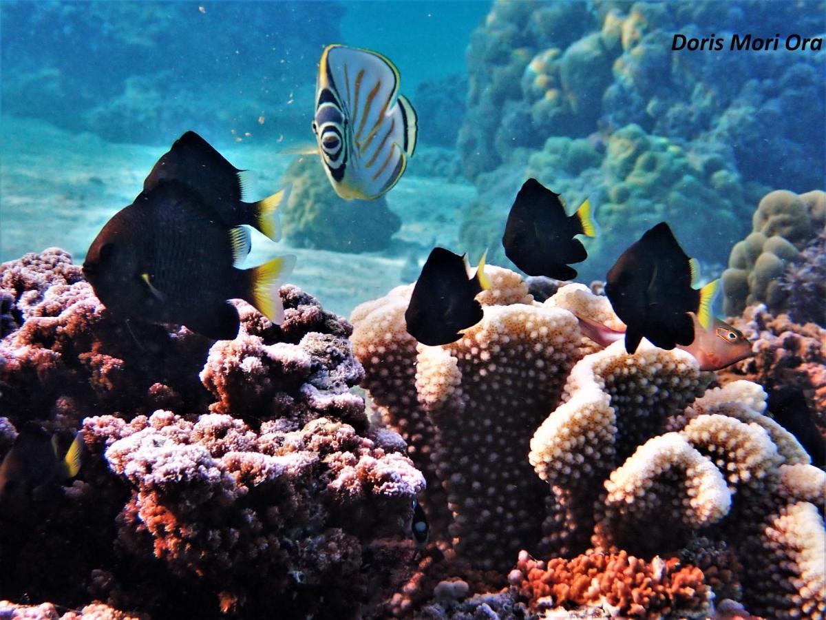 2 Nuits Insolites & 1 Excursion Voile A Bord Du Voilier Mori Ora Moorea Exterior foto